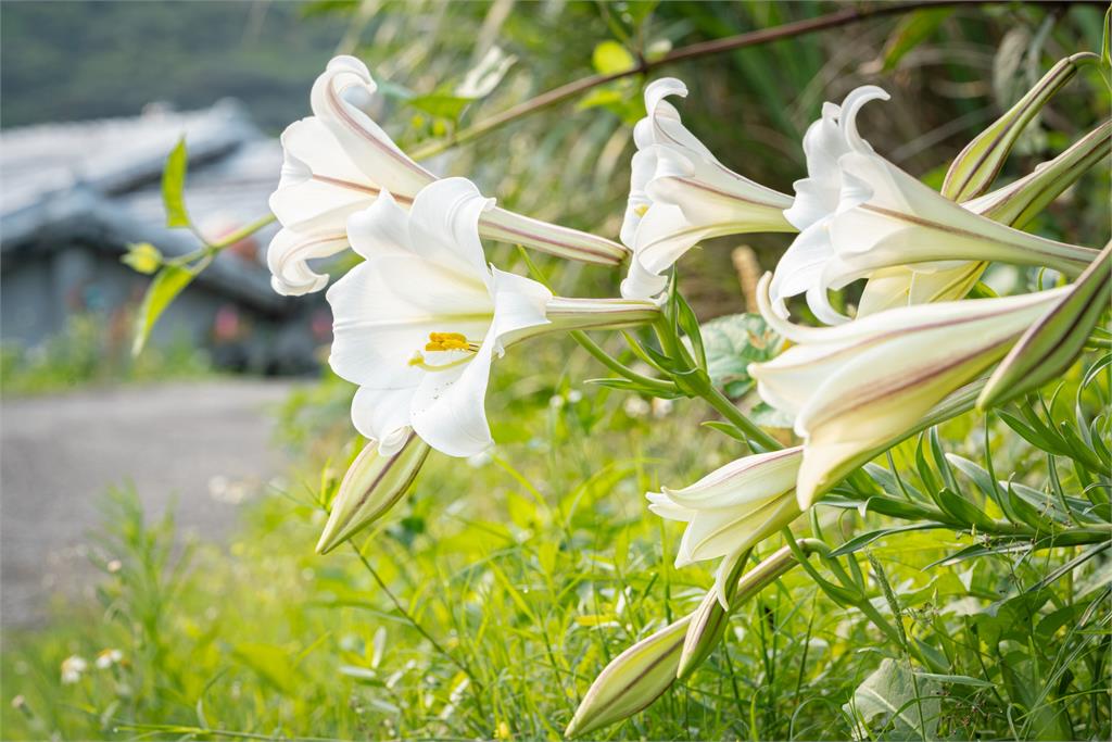 臺灣百合綻放青春山海線 新北推百合復育重現純白花海