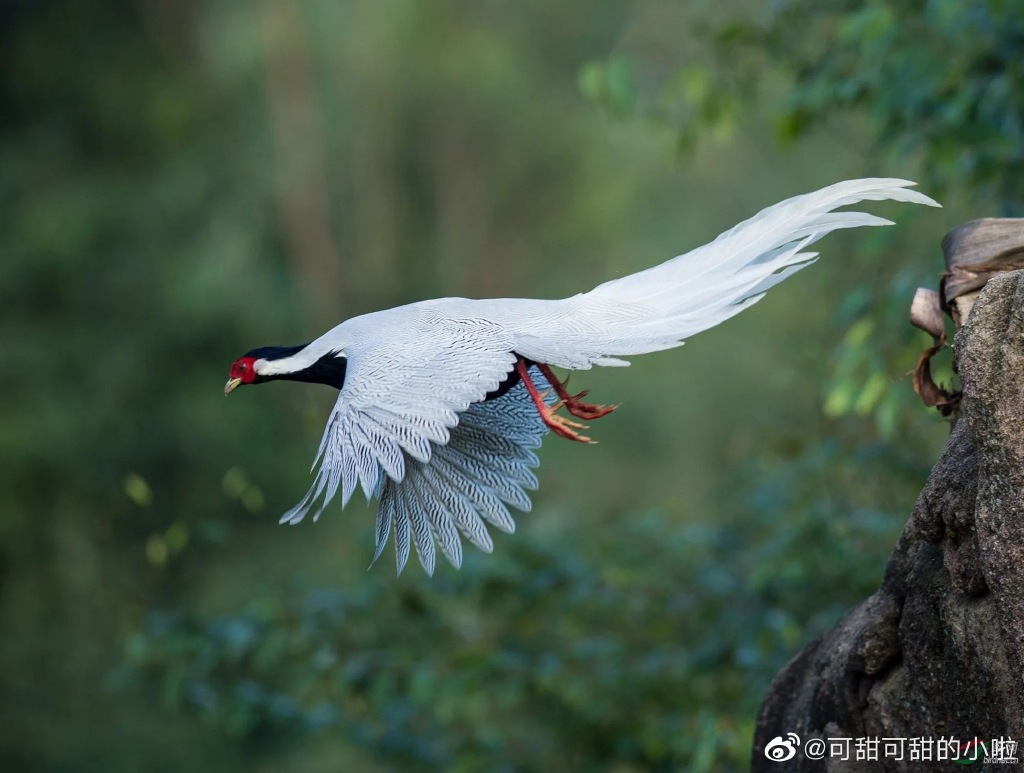 仙境神鳥？絕美「白鳳凰」山谷飛行　珍稀品種曝光網驚：以為只是傳說