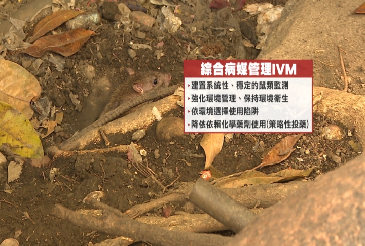 蔣市府大規模「投毒滅鼠」惹議　學者示警濫用恐反噬