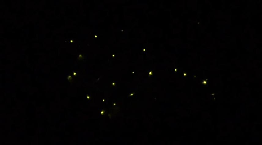 門票0元快衝! 台中螢火蟲聖地「東勢林場」吸大批民眾