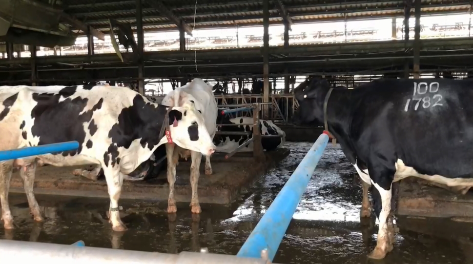 紐西蘭牛乳將零關稅進口　台南「溫體牛肉湯」受影響