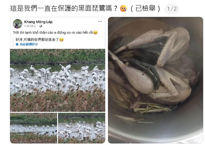 快新聞／網驚傳外籍勞工捕獵黑面琵鷺　保七總隊偵辦調查