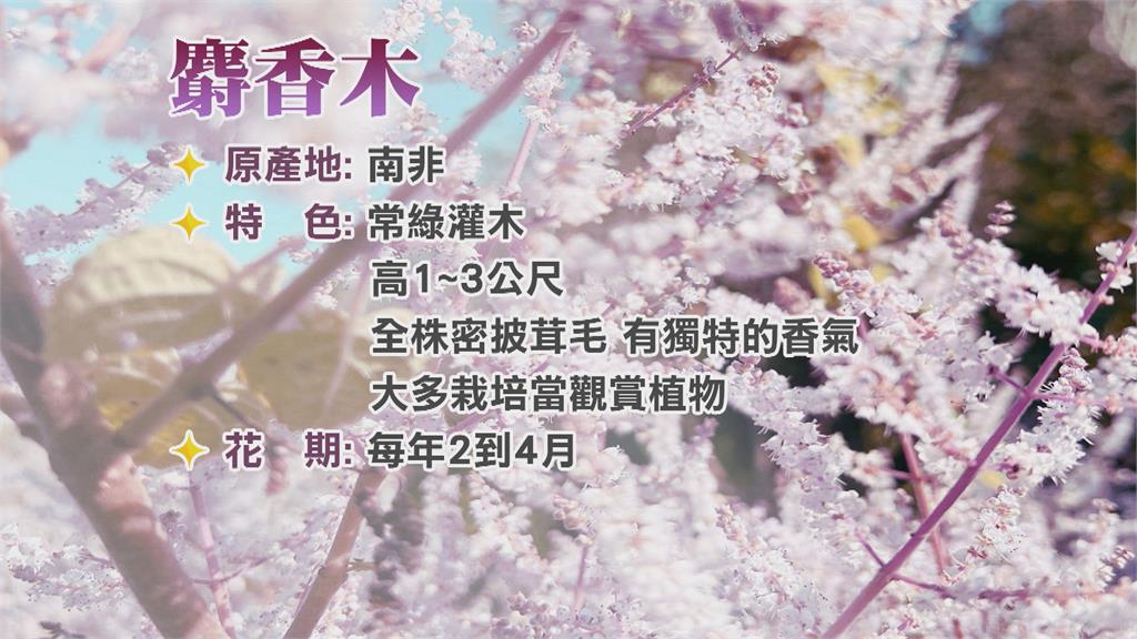 紫色花海大爆發! 台南"隱藏版"麝香木園區開花