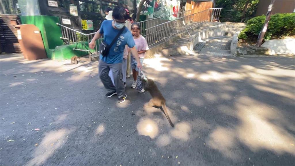 高雄壽山動物園「獼猴亂竄」　雞蛋糕攤販遭猴搶劫