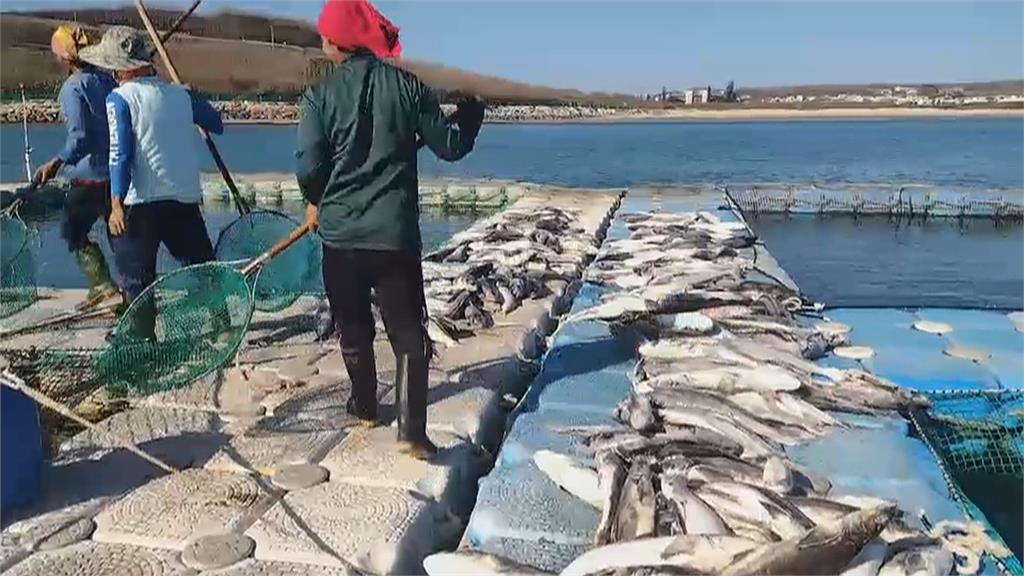 連日低溫凍死6千條海鱺魚 養殖戶慘損600萬