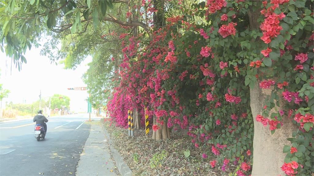 台南九重葛花瀑牆秘境 「沒人敢來打卡」原因曝