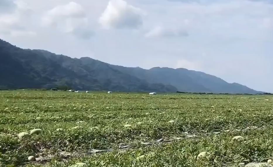 花蓮西瓜銷量大幅下降! 熱心民眾PO文 號召宜蘭鄉親支持