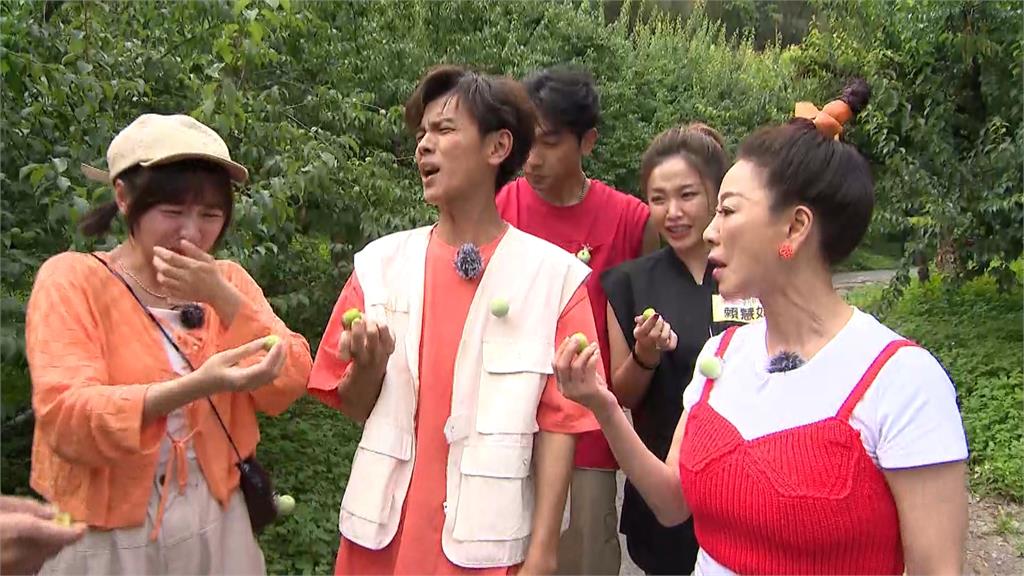 外景節目率團尋梅子達人　下起「梅雨」藝人痛得哇哇叫！