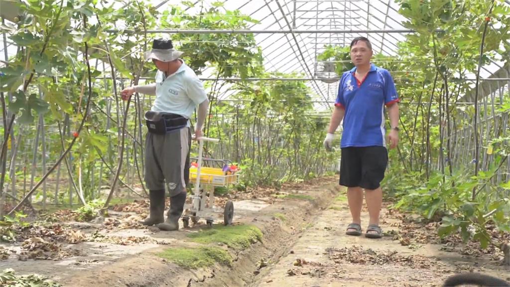 兄弟檔為了罹癌母返鄉務農　打造無花果農場