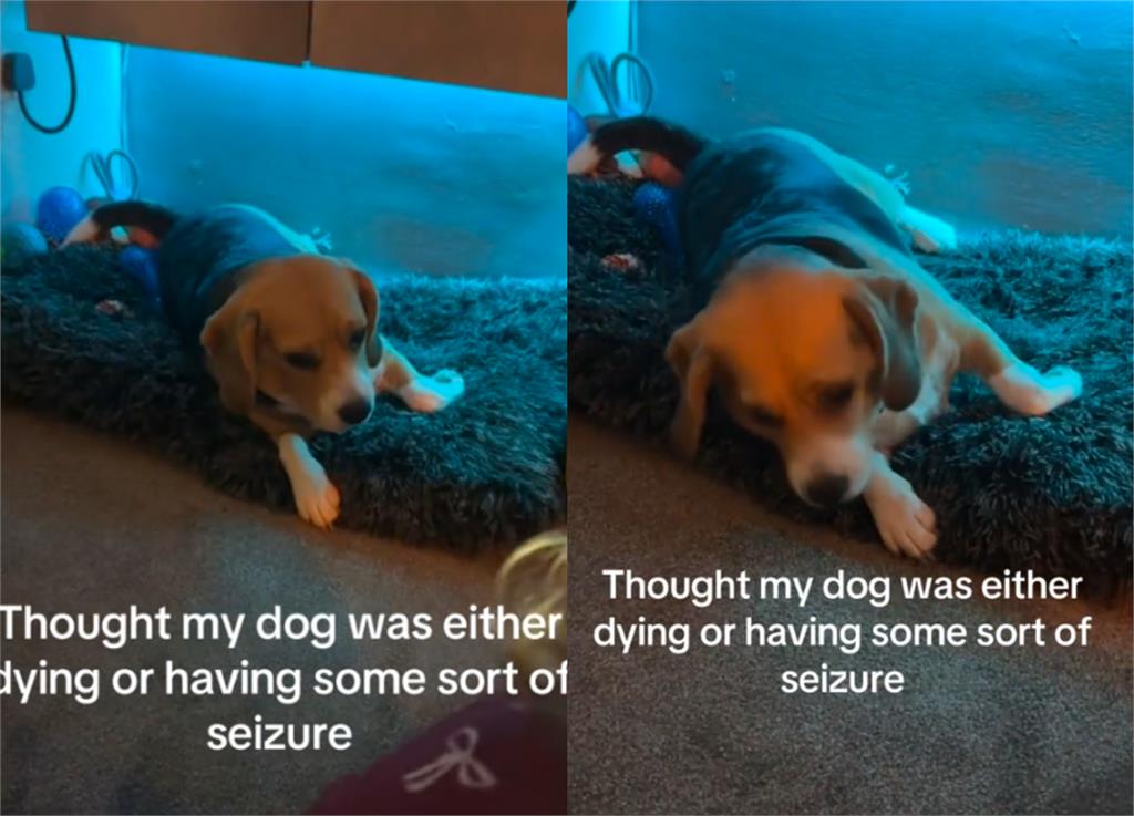 健康米格魯「突癲癇四肢不受控」!她急「燒萬元治病」醫生一看傻眼:很嗨