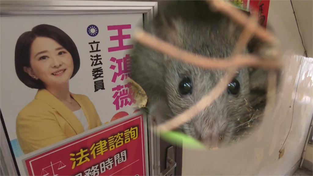 王鴻薇「造鼠說」惹議　Grace「送鼠活動」　活捉送服務處有賞