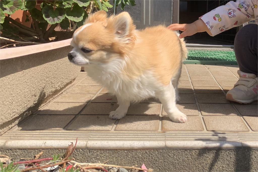 汪星人遭飼主「強迫營業」當網美！「超真實反應」笑翻網：吉度無奈