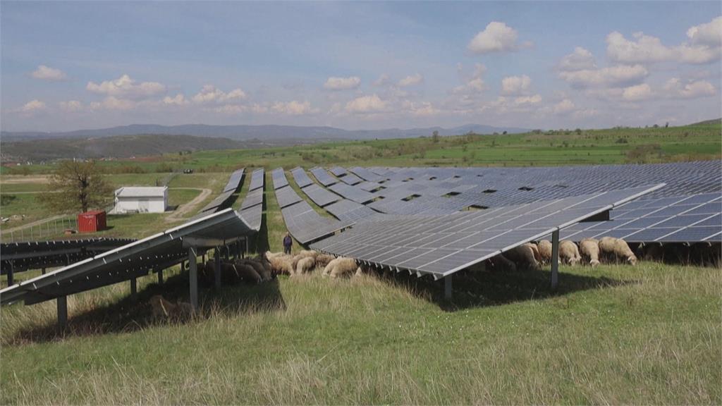 科索沃太陽能發電場出招　羊羊變除草機省力又環保