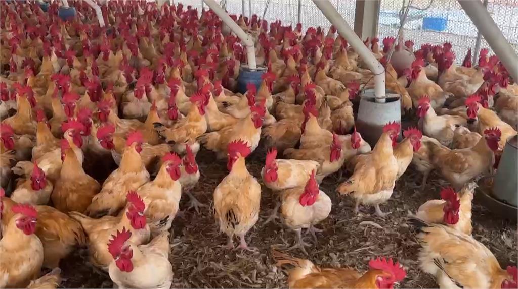 土雞大盜押起來！雲林偷雞集團偷近700隻雞　300元賤賣