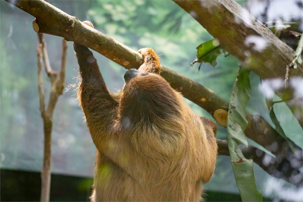 快新聞/整修完成!台北市立動物園明起重新開園 歡迎大小朋友造訪