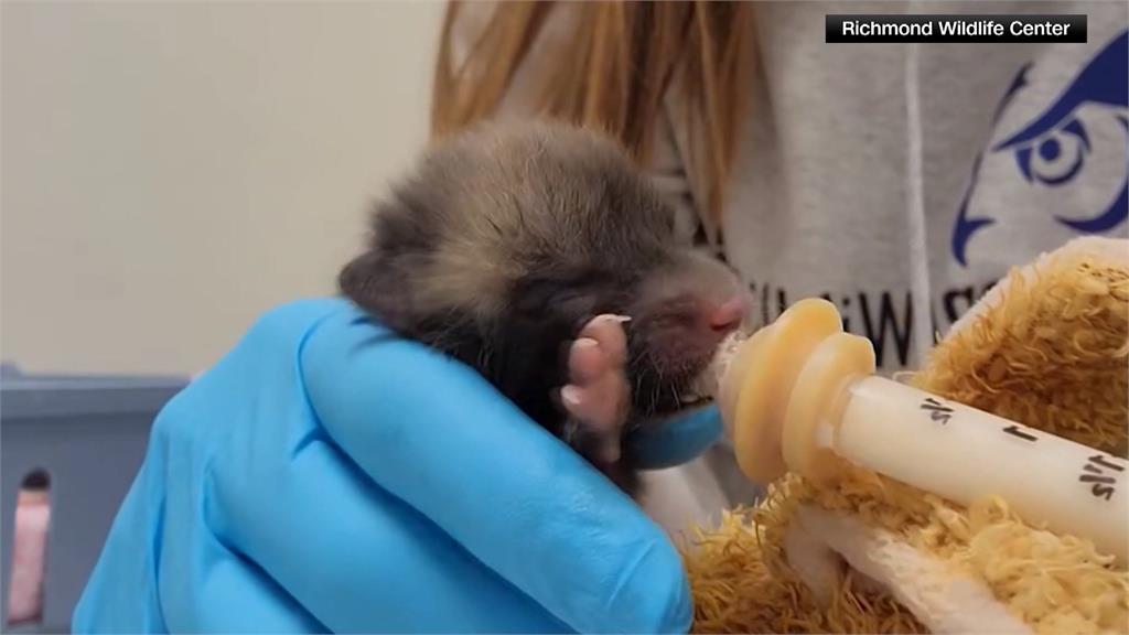 真有「動物工讀生」？　美國保育人員穿狐狸裝餵食狐狸寶寶