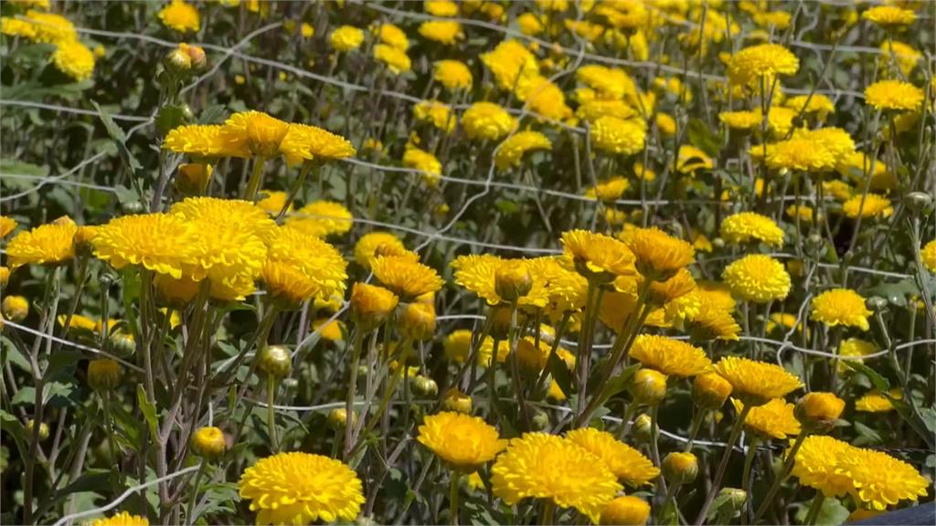 武陵農場金黃杭菊毯盛開　遊客體驗「一日採菊樂」