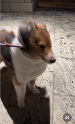 巴威來了牧羊犬秒變「風速狗」 牠原地「傻定格」網笑翻：這步不能散