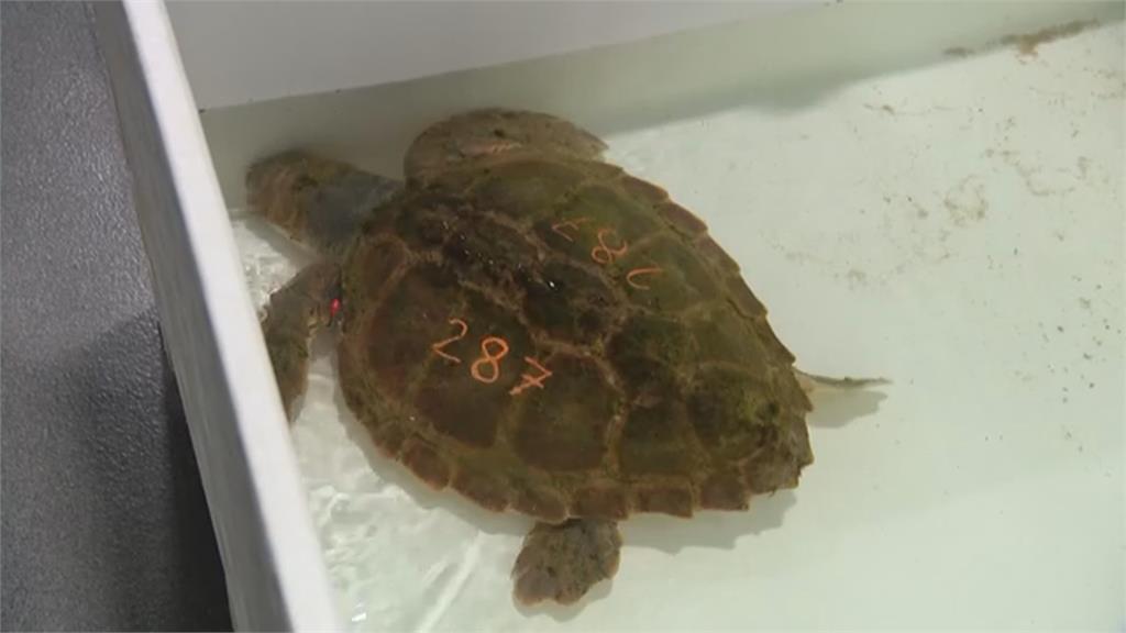 麻州257隻海龜凍暈沖上岸 海水溫度驟變恐是主因