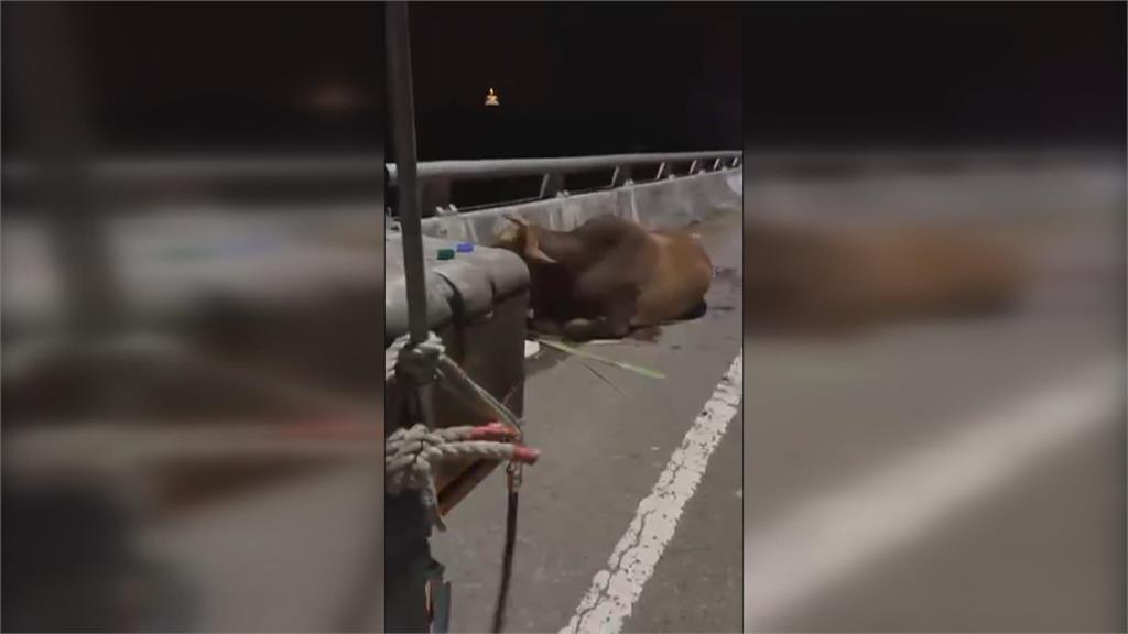 不捨老牛遭拖行受傷　善心人士買下送台南「養老」