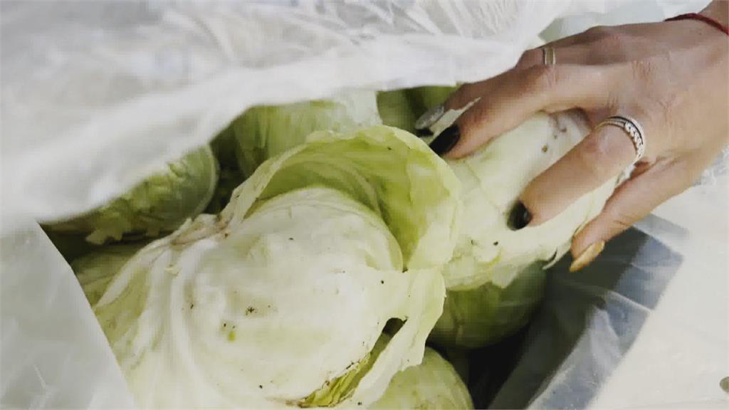 有影嘸?高麗菜1顆5元 婆婆媽媽搶購一空
