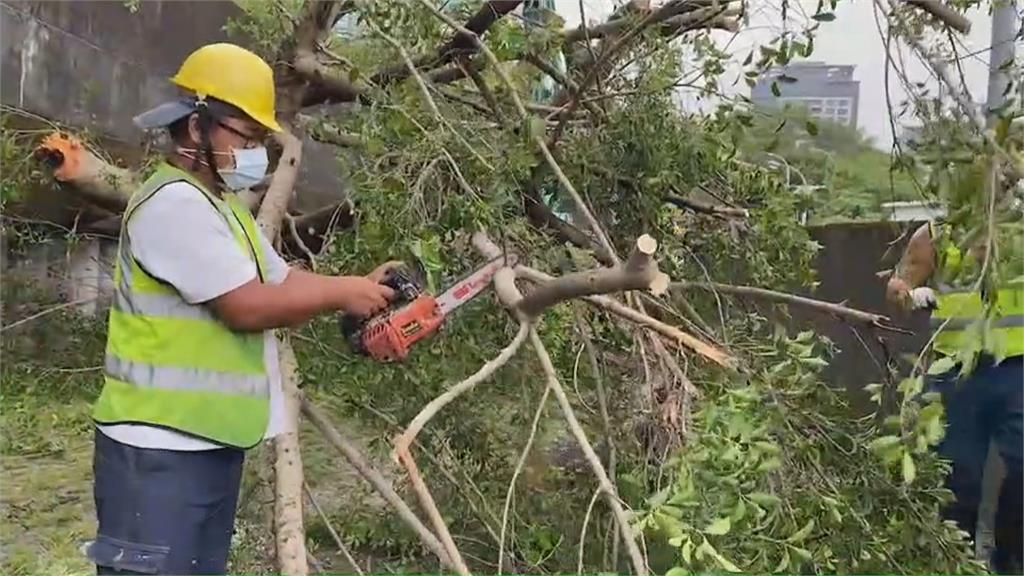 「圓規」外圍環流颳強風　基隆老榕樹應聲倒在路中央