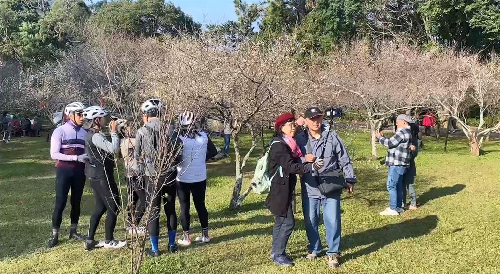 北台灣最大梅園　角板山近300株梅樹盛開超夢幻