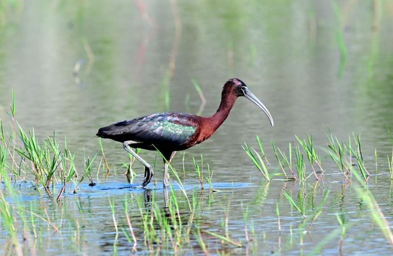 台東知本魚塭稀有「彩䴉」現蹤 鳥友驚喜