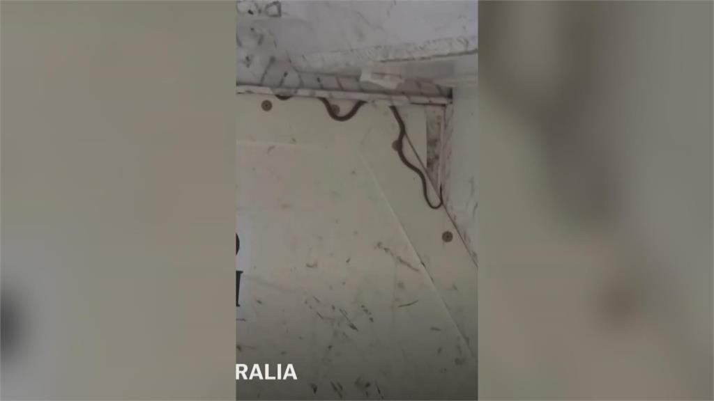 嚇「鼠」！荷蘭皇家客機驚現大老鼠　回程取消影響逾250旅客