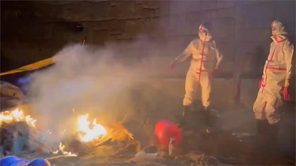 馬祖北竿沙灘死豬非洲豬瘟陽性 推測來自中國