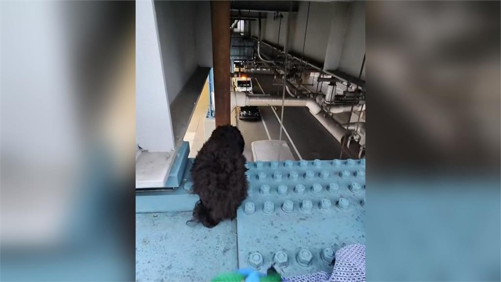 狗狗困高架火車月台　美國費城收容所救援