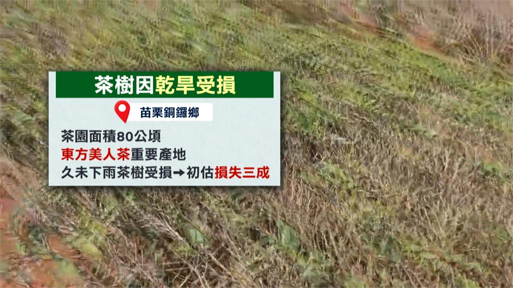 苗栗水情拉警報！　茶農估損失三成　自費請水車澆灌