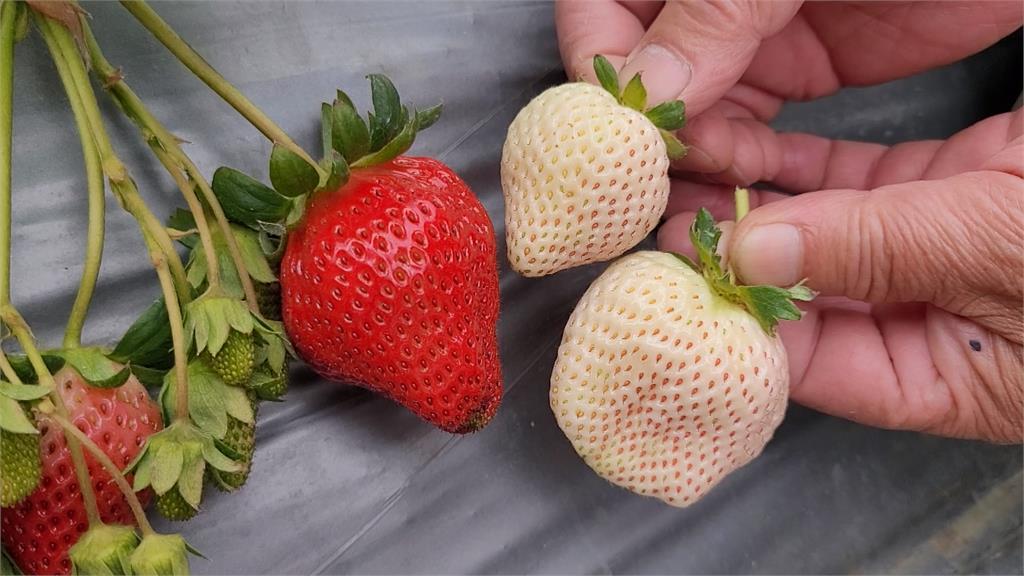 日本「雪兔白莓」苗栗大湖試種成功　論「顆」販售創商機