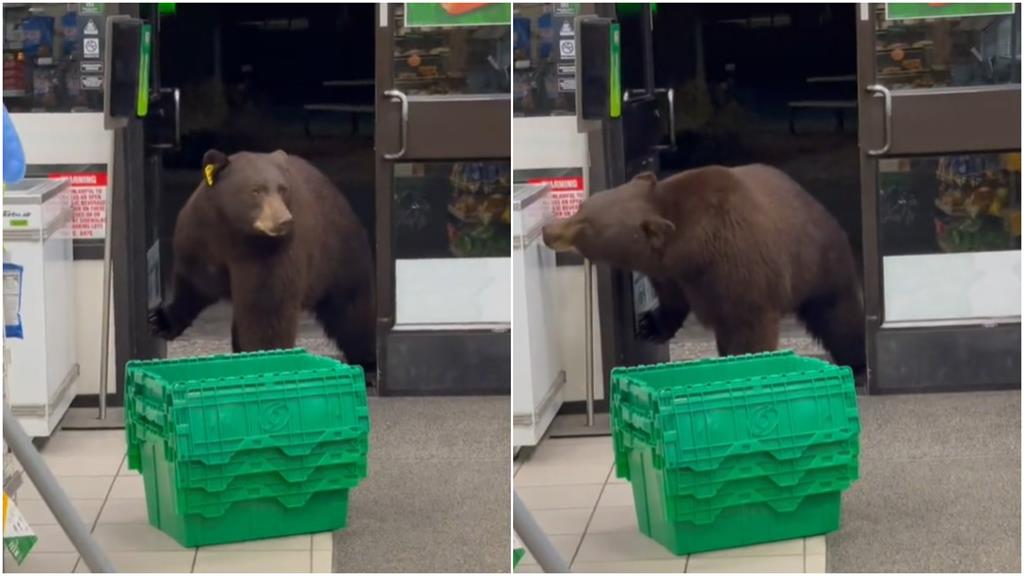 棕熊闖入7－11！一推開門女店員「狂叫40秒」網友笑翻：牠在找實聯制
