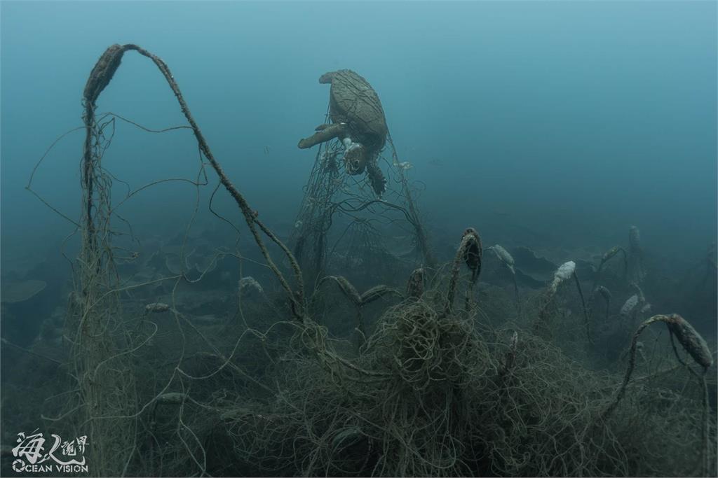 生態受到影響！海龜遭廢棄漁網纏繞喪命　潛水員急求助農漁局獲解決