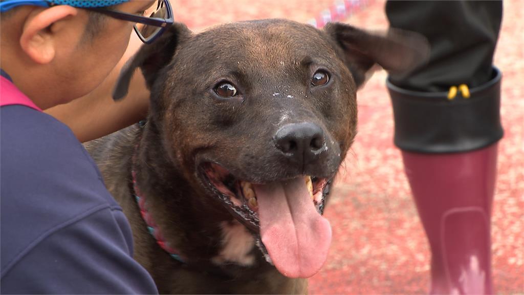 嚴防比特犬傷人事件! 農業部公布「6大危險犬」