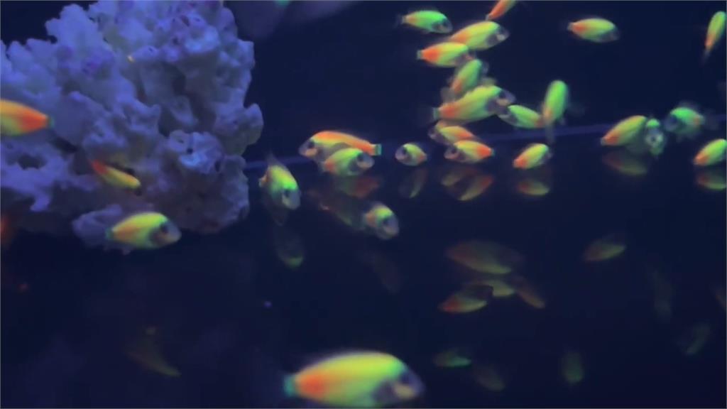 台灣趴趴走/水裡的魚居然會發光?領先美國的「螢光神仙魚」基改技術!