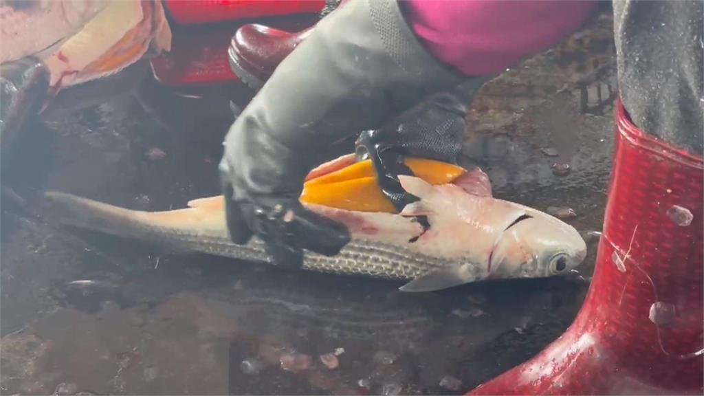 天氣轉冷野生烏魚報到! 高雄興達港「養殖烏魚卵」先搶市