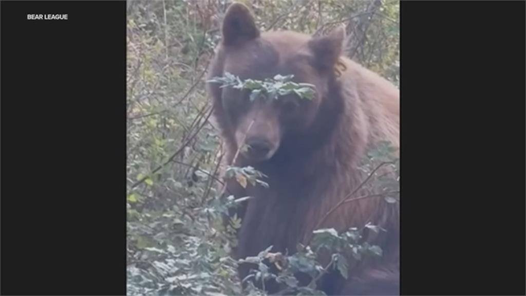 闖空門累犯!黑熊母子遭下格殺令 動保團體請命救熊