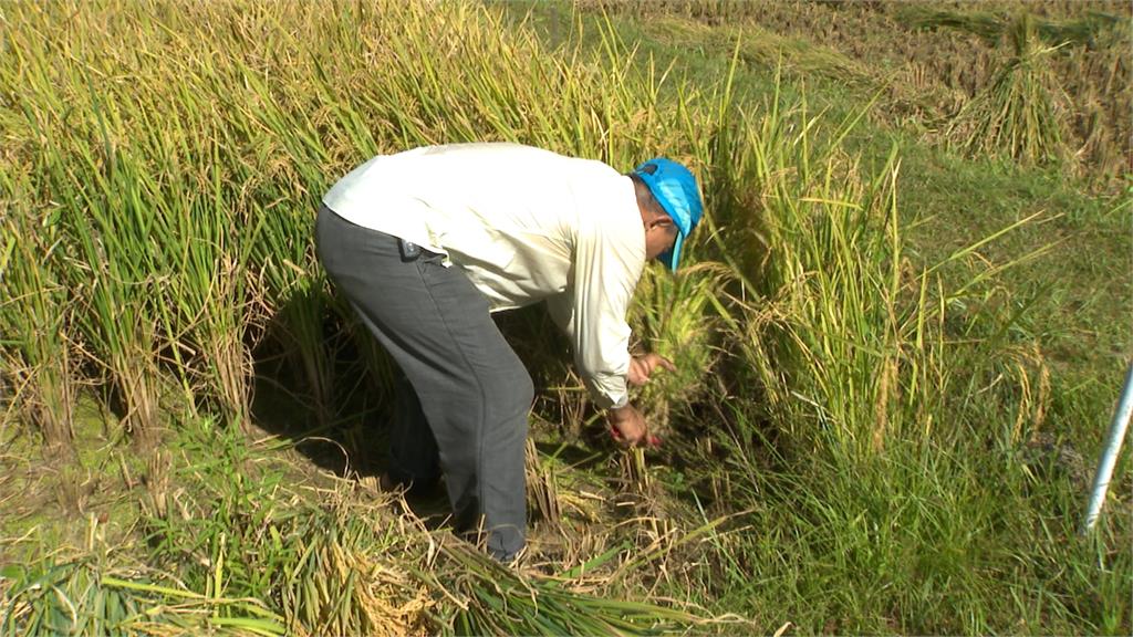 藍白提案公糧收購漲8元 農業部:重傷農民非最佳解方