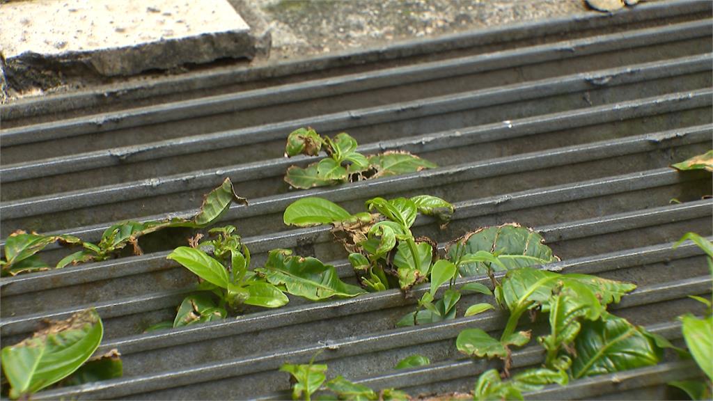 獨／水溝變花園？內湖疑見「大花紫薇」竄出　議員怒轟環保局推託