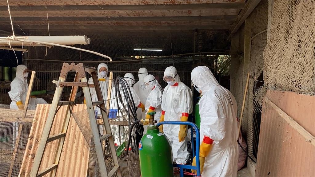 新竹縣養禽場爆H5N1禽流感　撲殺313隻家禽全面消毒