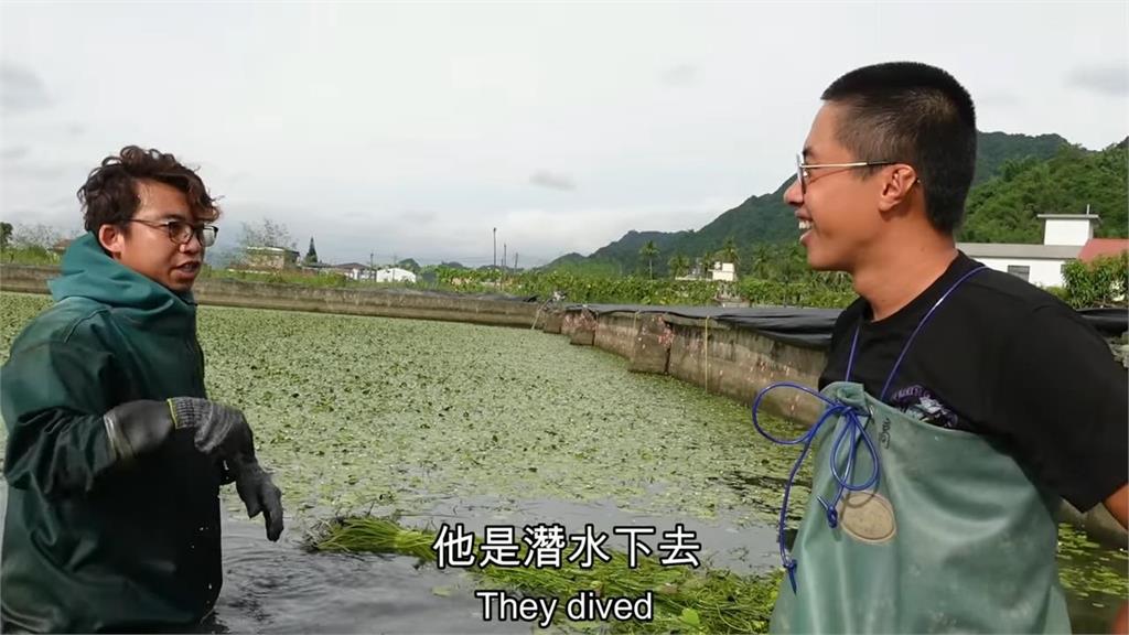 吃台灣水蓮要潛水?網紅體驗採摘全身濕透 大喊:以前生活真辛苦