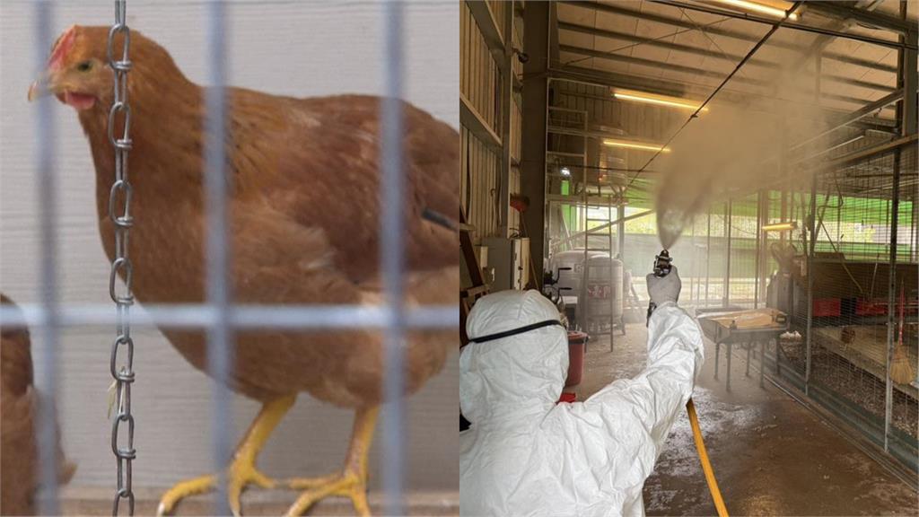 台中爆禽流感掀恐慌　無毒教母親授「吃蛋6招」：別生食、這情況快丟掉！