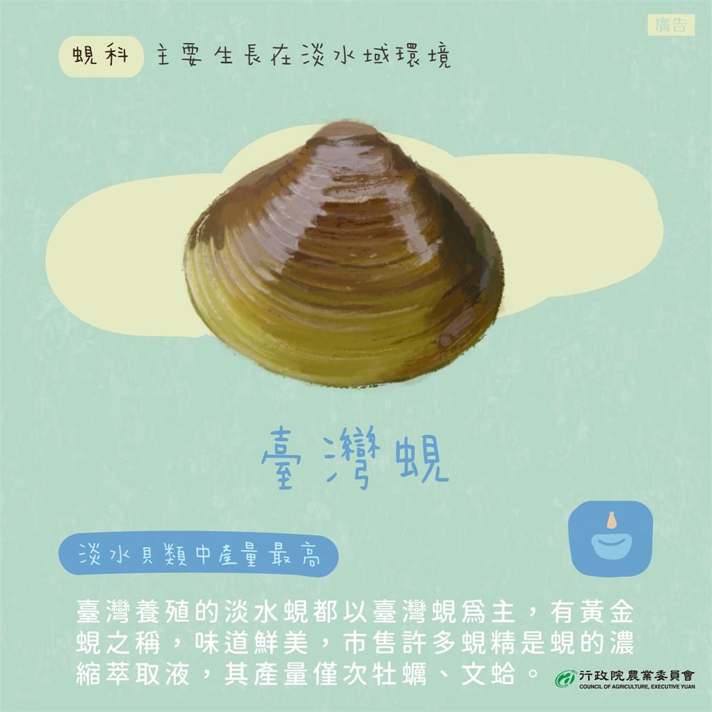 「蛤」怎麼長這麼像？農委會教你分辨台灣6種常見貝類