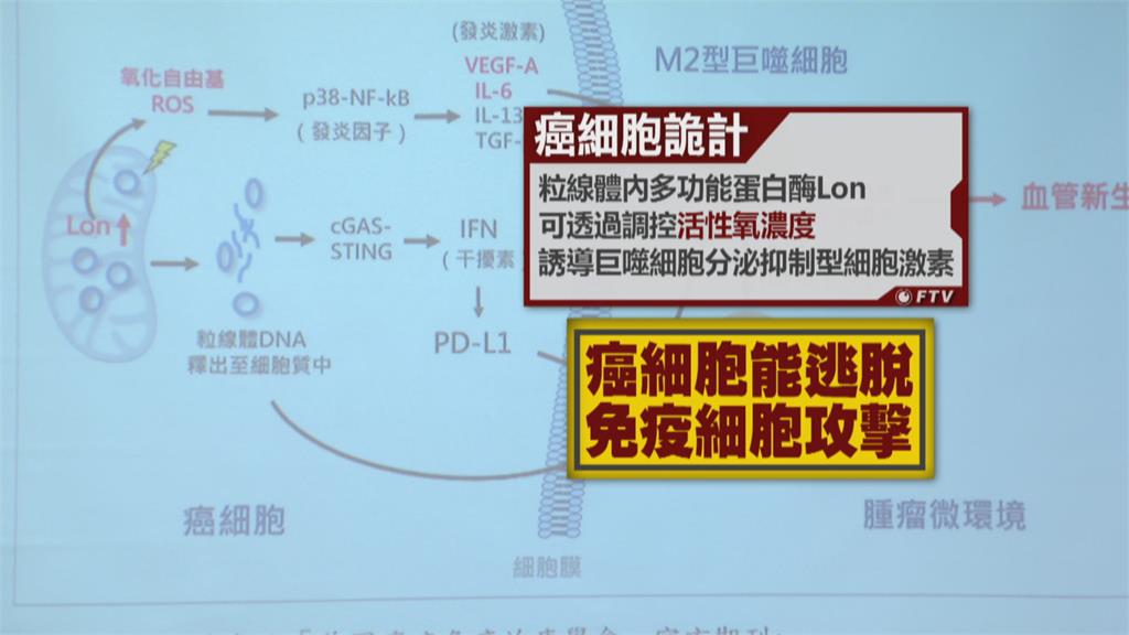 國衛院研發融合蛋白藥物　可增強癌症免疫療法　獲美日專利保護