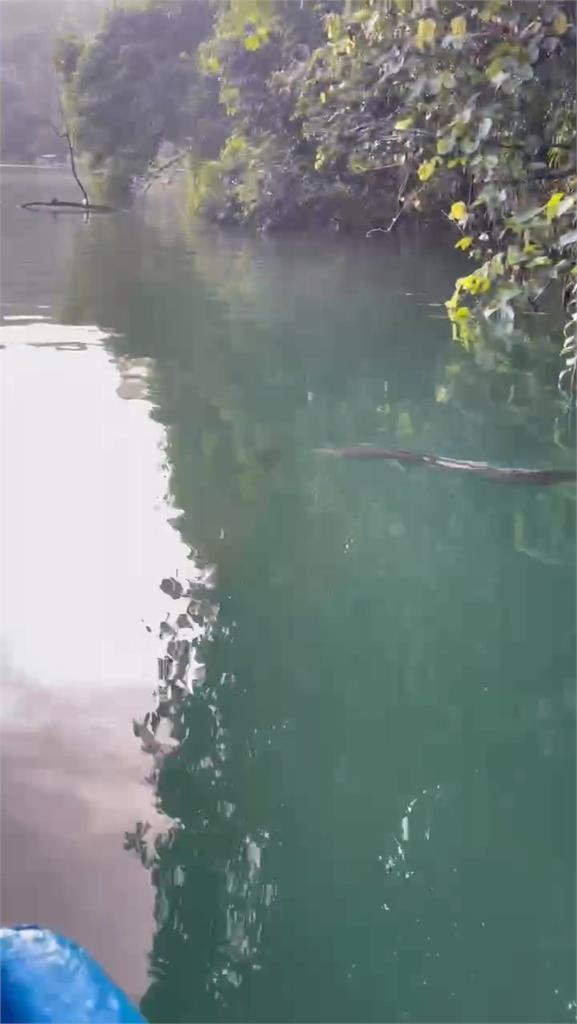 日月潭赫見水怪? 1公尺大魚游竄掀熱議