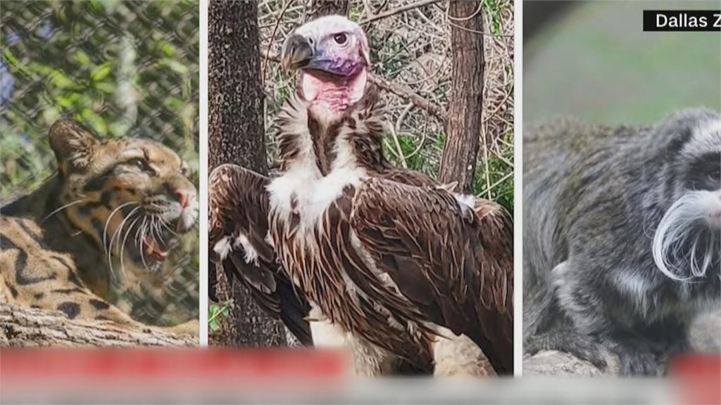 美國德州達拉斯動物園雲豹逃脫　禿鷹離奇死亡、猴子被偷！