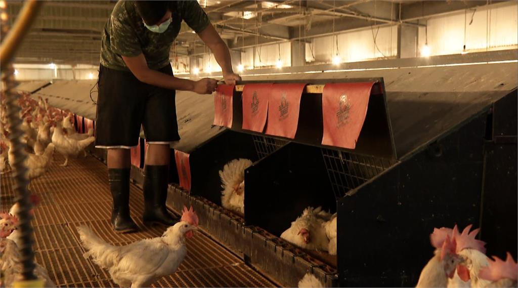 異言堂(影)／蛋商不說的秘密　選對雞蛋　省下醫藥費