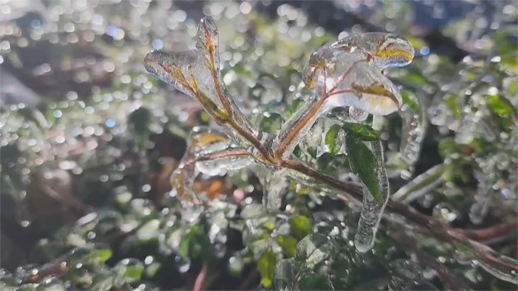 宛若冰雪奇緣！　武陵農場紫藤園超美「冰封世界」畫面曝光